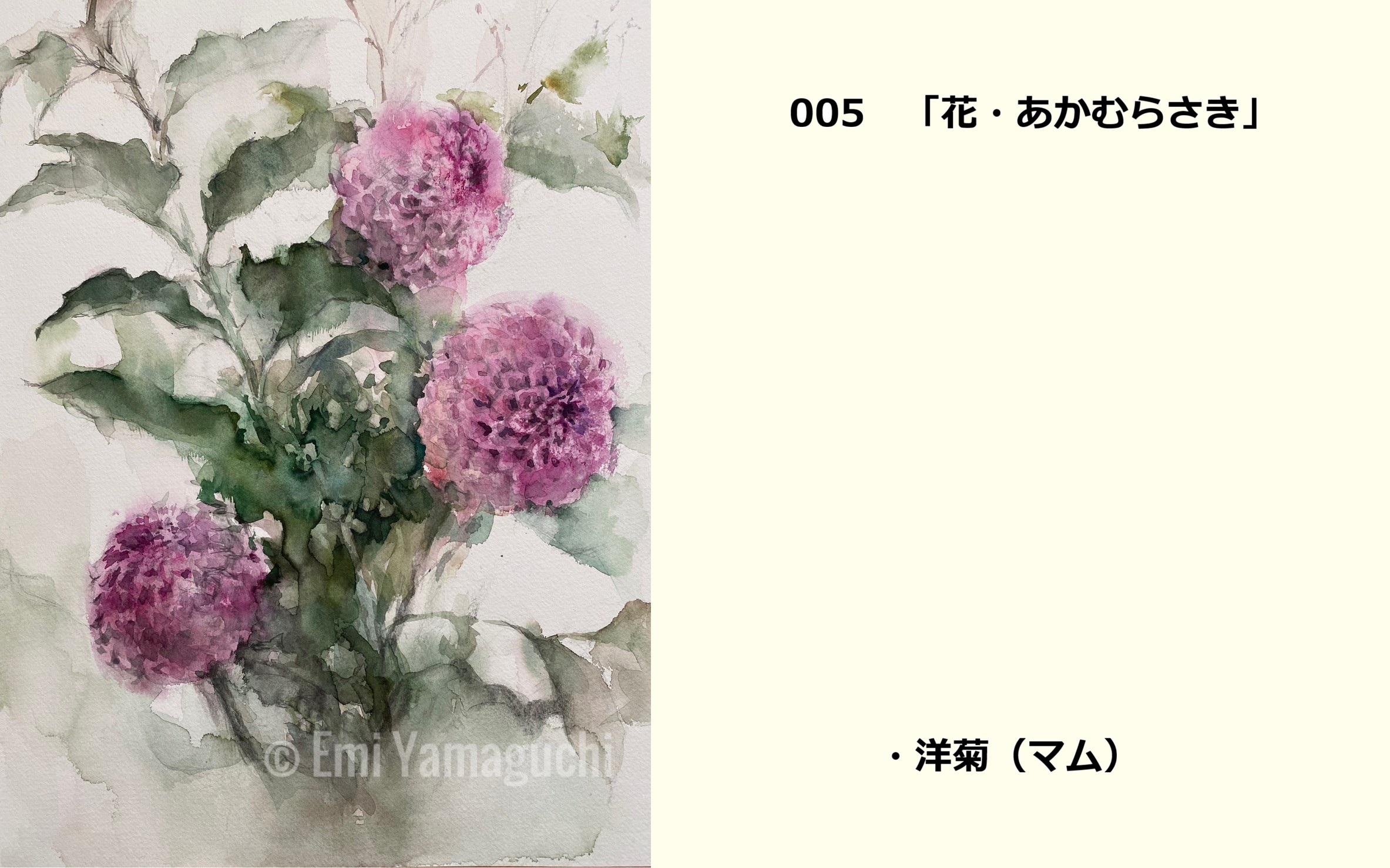 05 洋菊（マム）