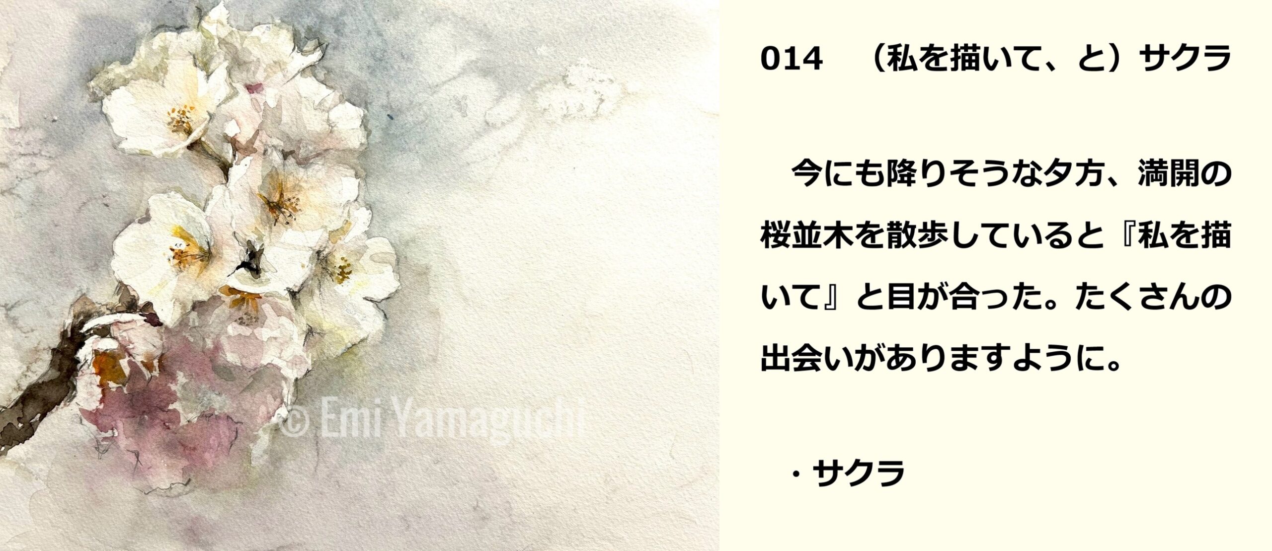 14 サクラ