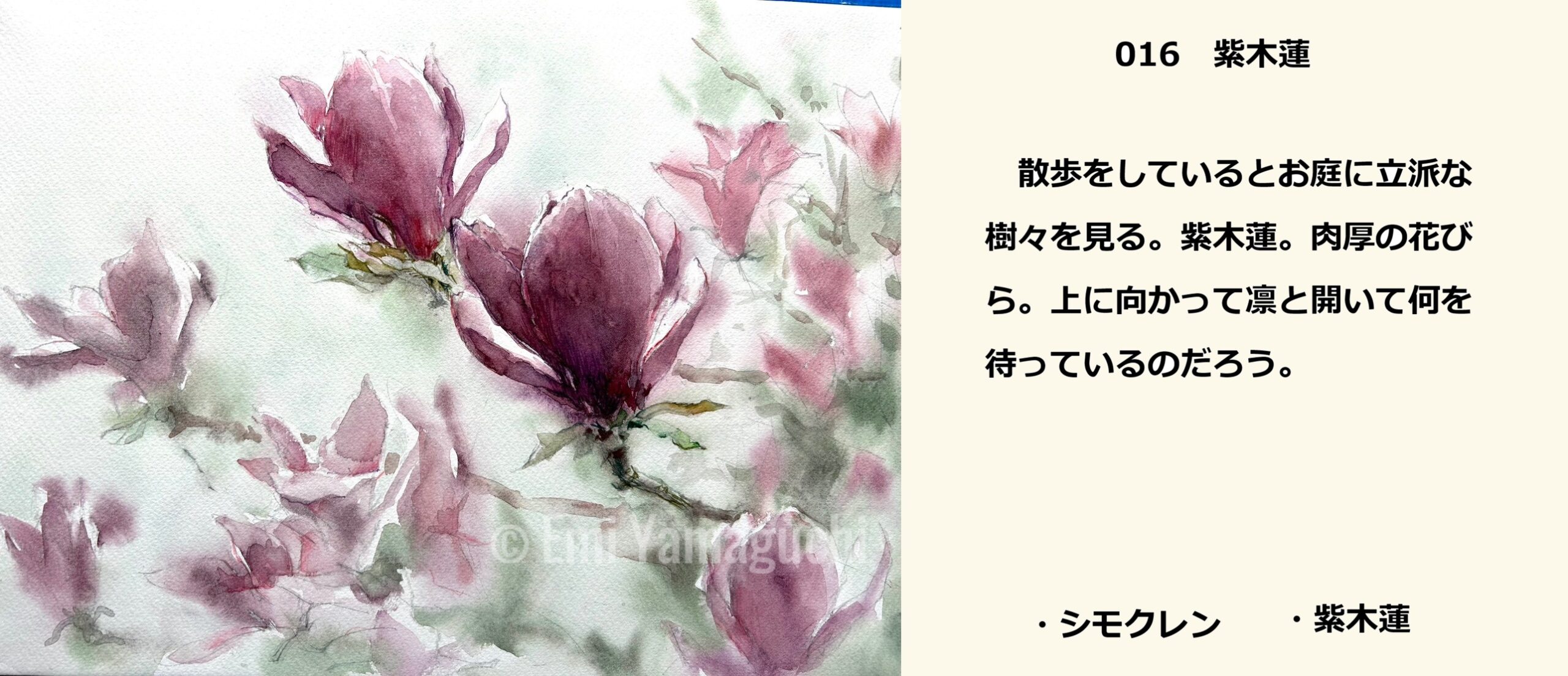 16 紫木蓮