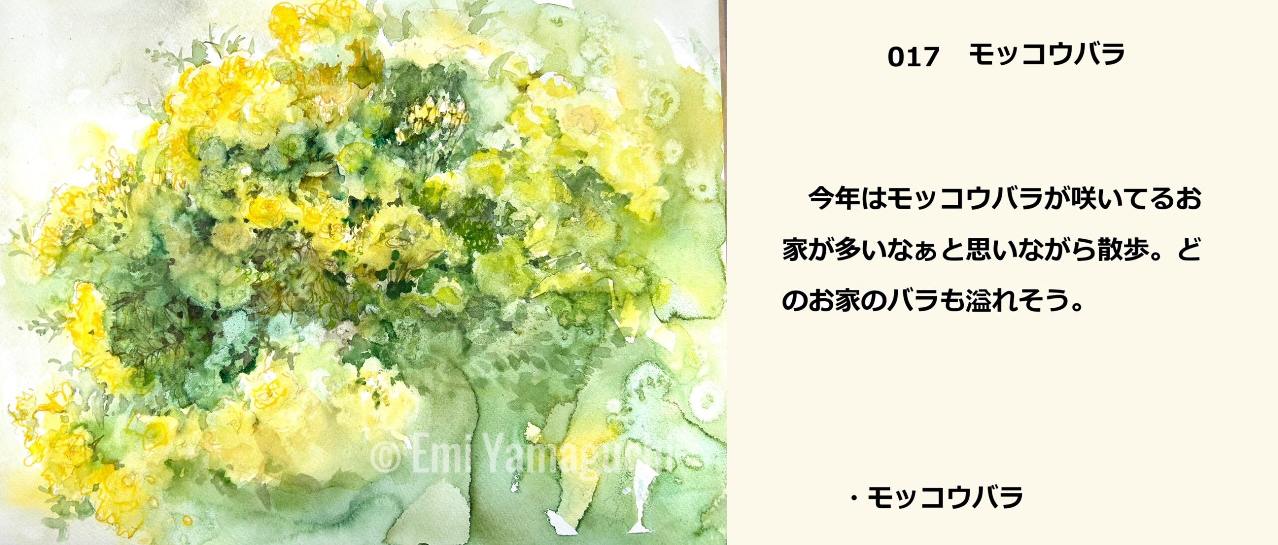 17 モッコウバラ