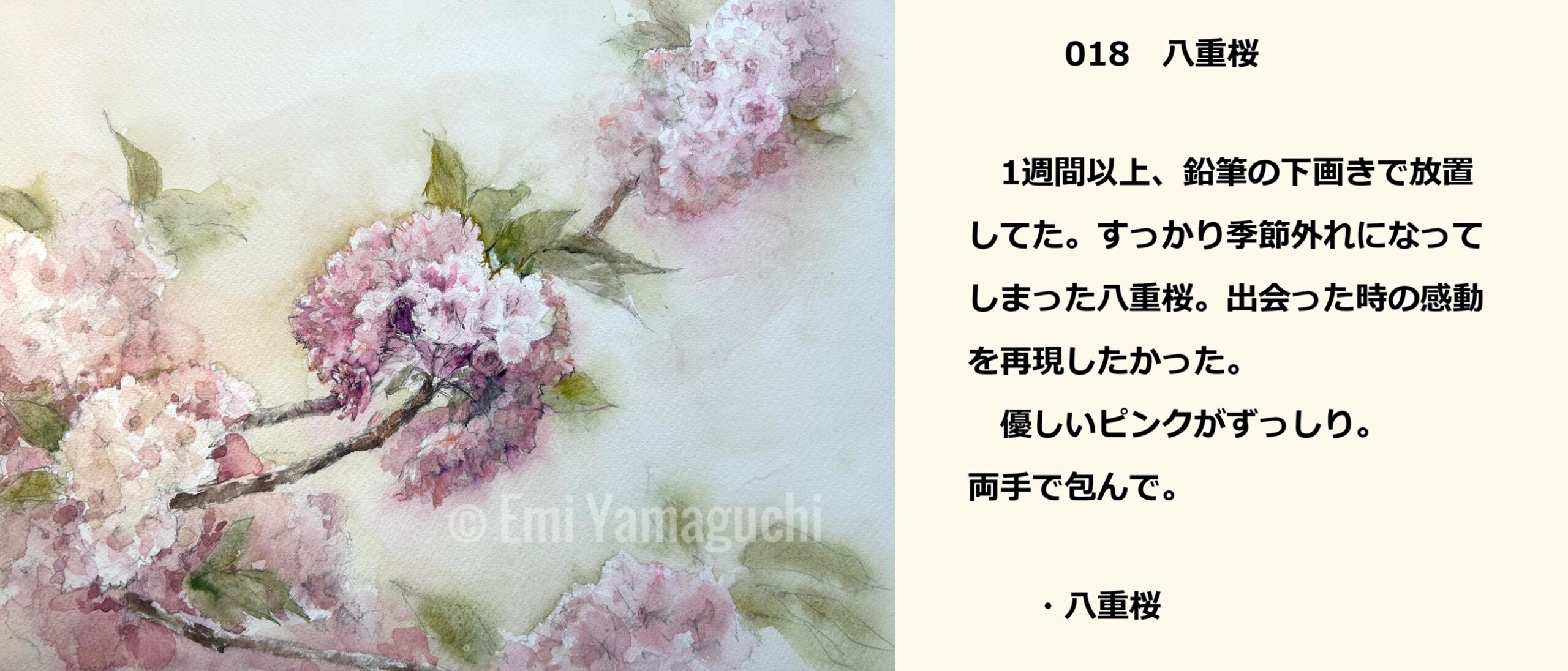 18 　八重桜
