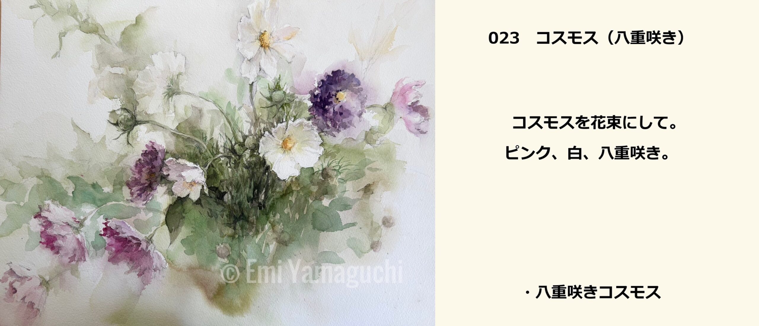 23 コスモス（八重咲き）