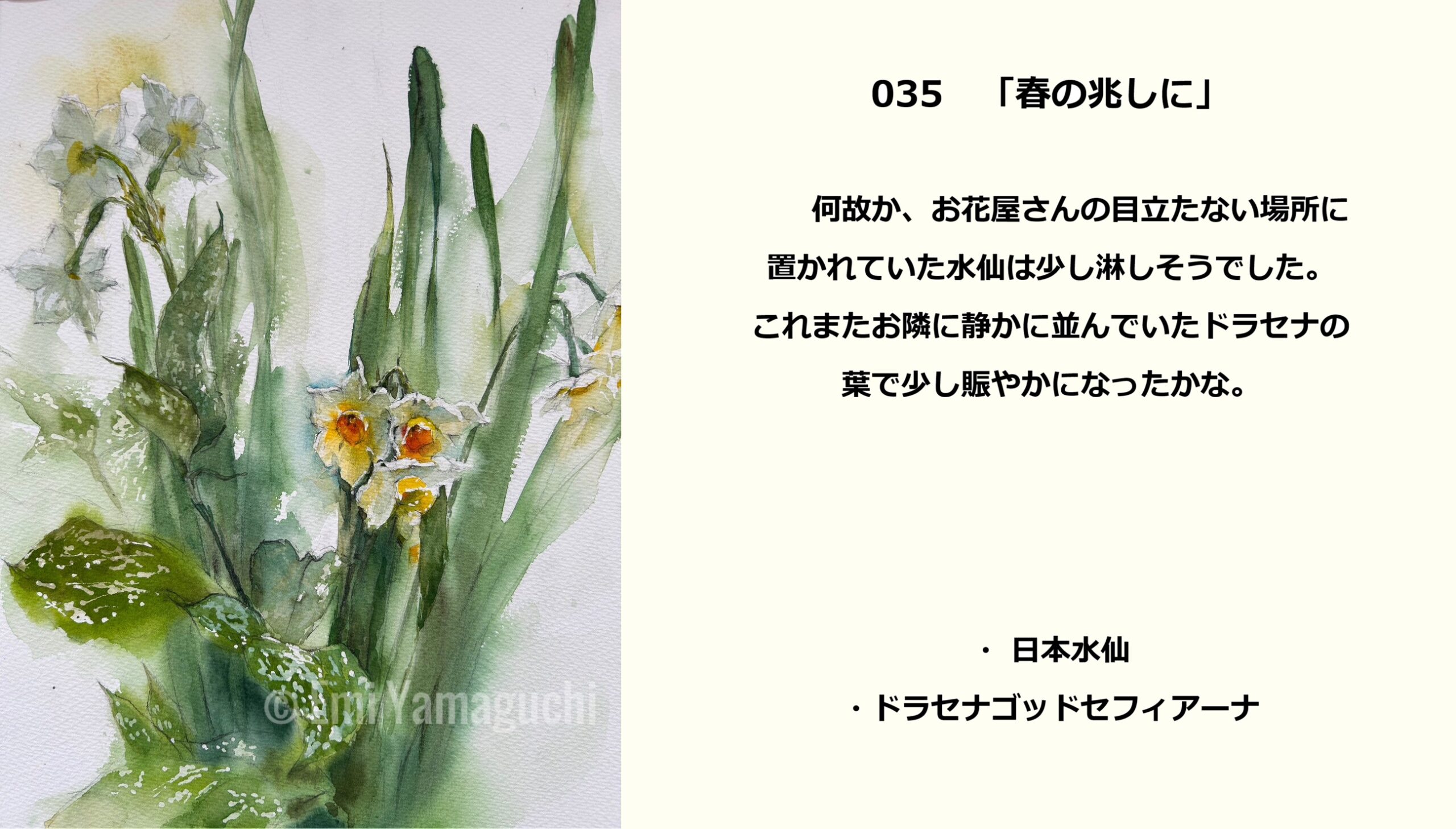 35 日本水仙、ドラセナゴッドセフィアーナ