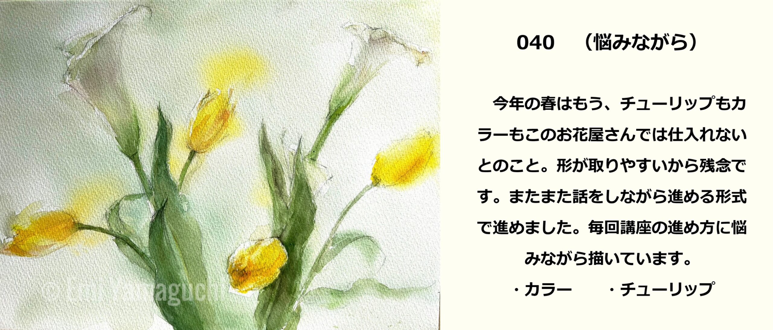 40 カラー、チューリップ