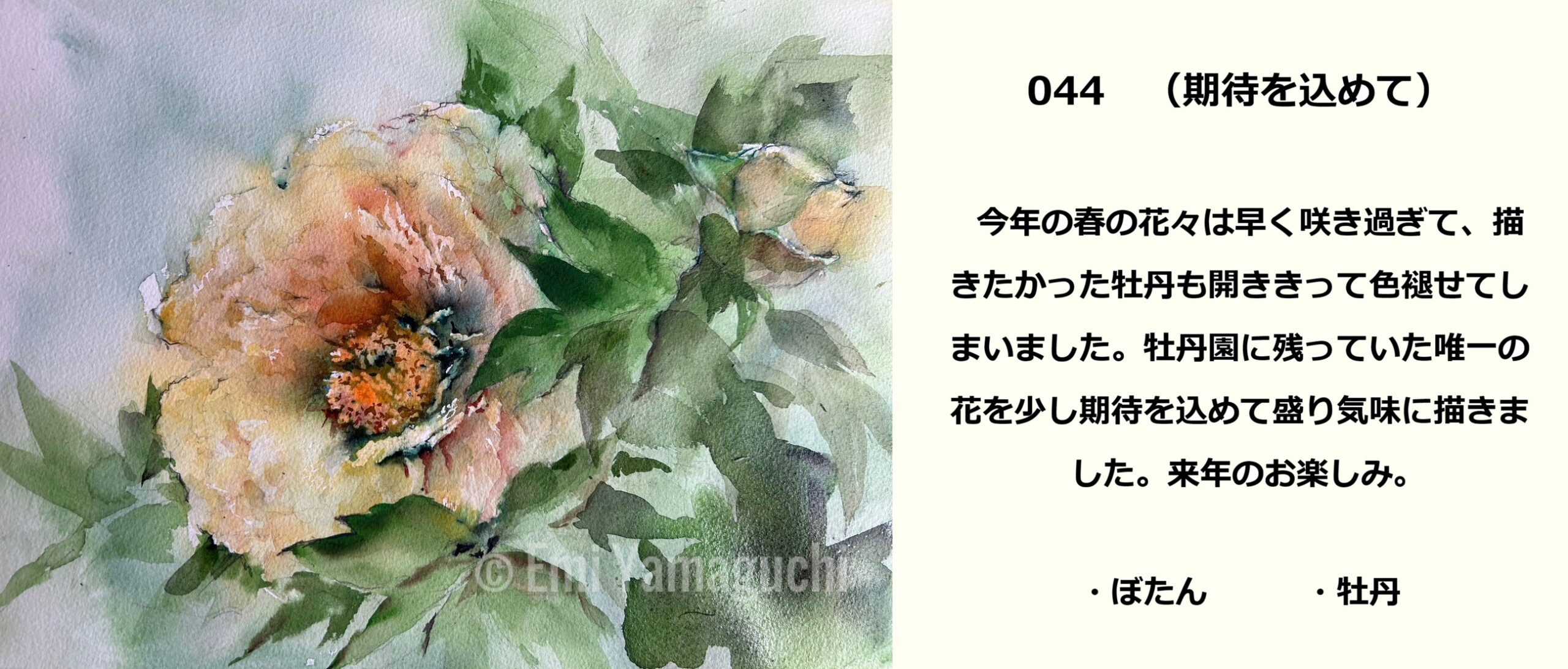 44 ぼたん