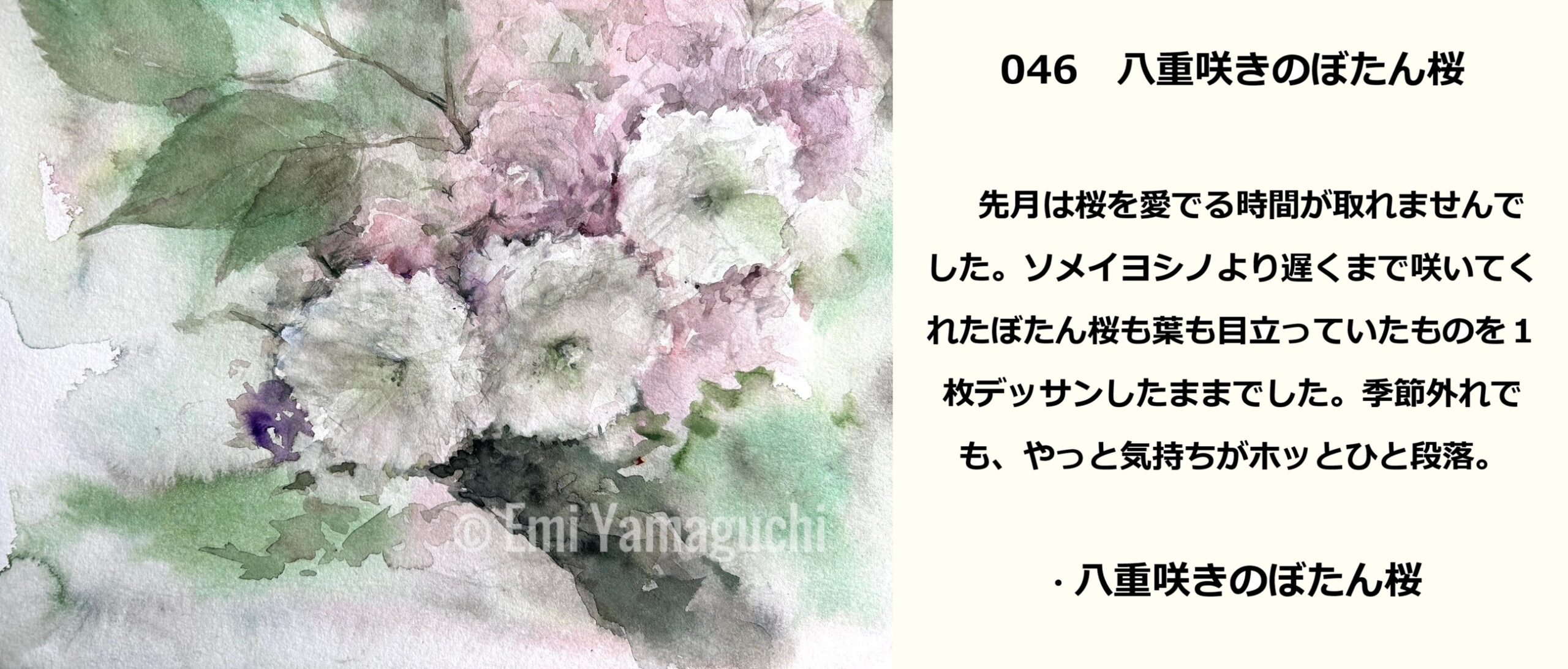 46 八重咲きのぼたん桜