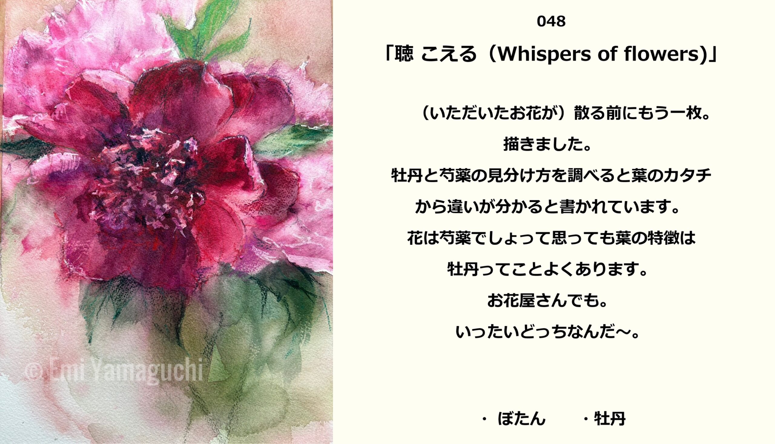 48 ぼたん