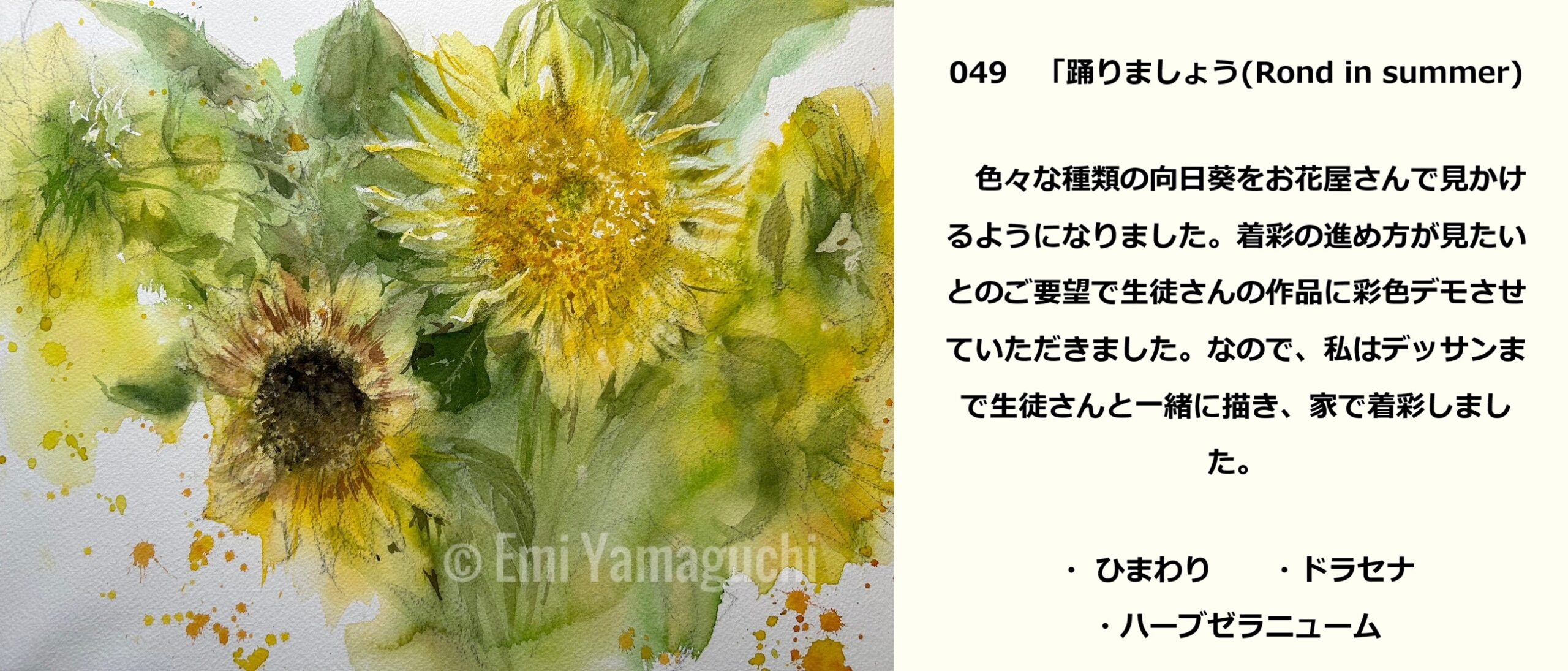49 ひまわり、ドラセナ、ハーブゼラニューム