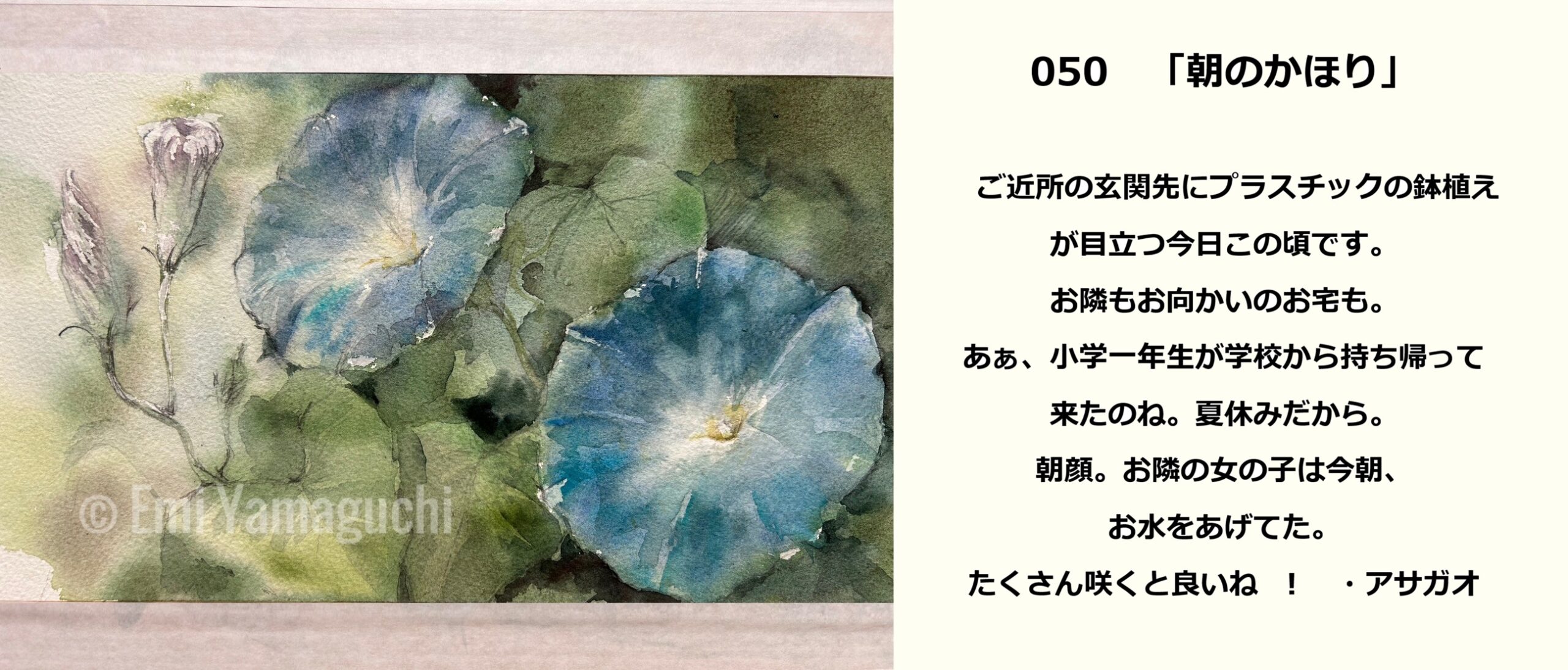 50 アサガオ