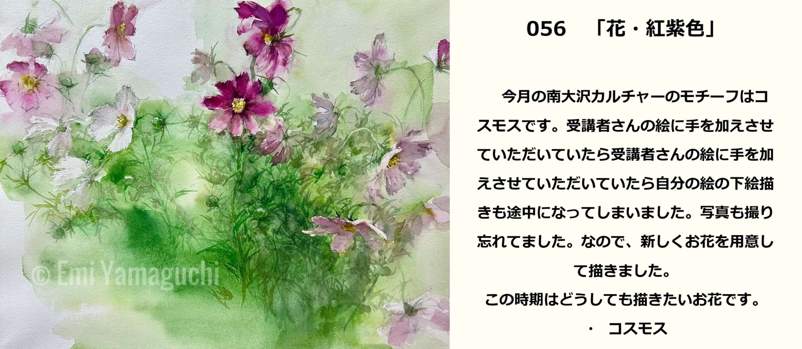 56 コスモス