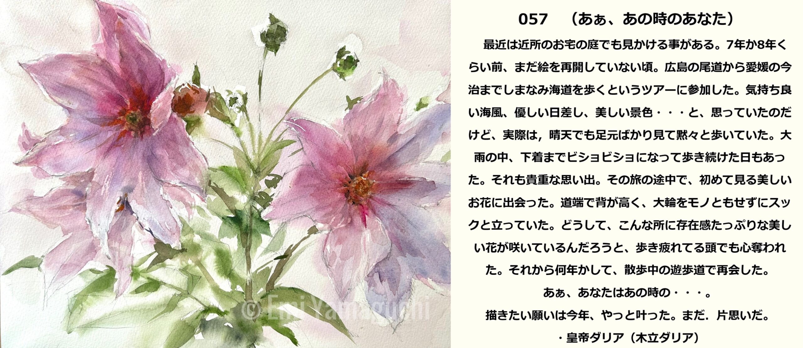 57 皇帝ダリア（木立ダリア）