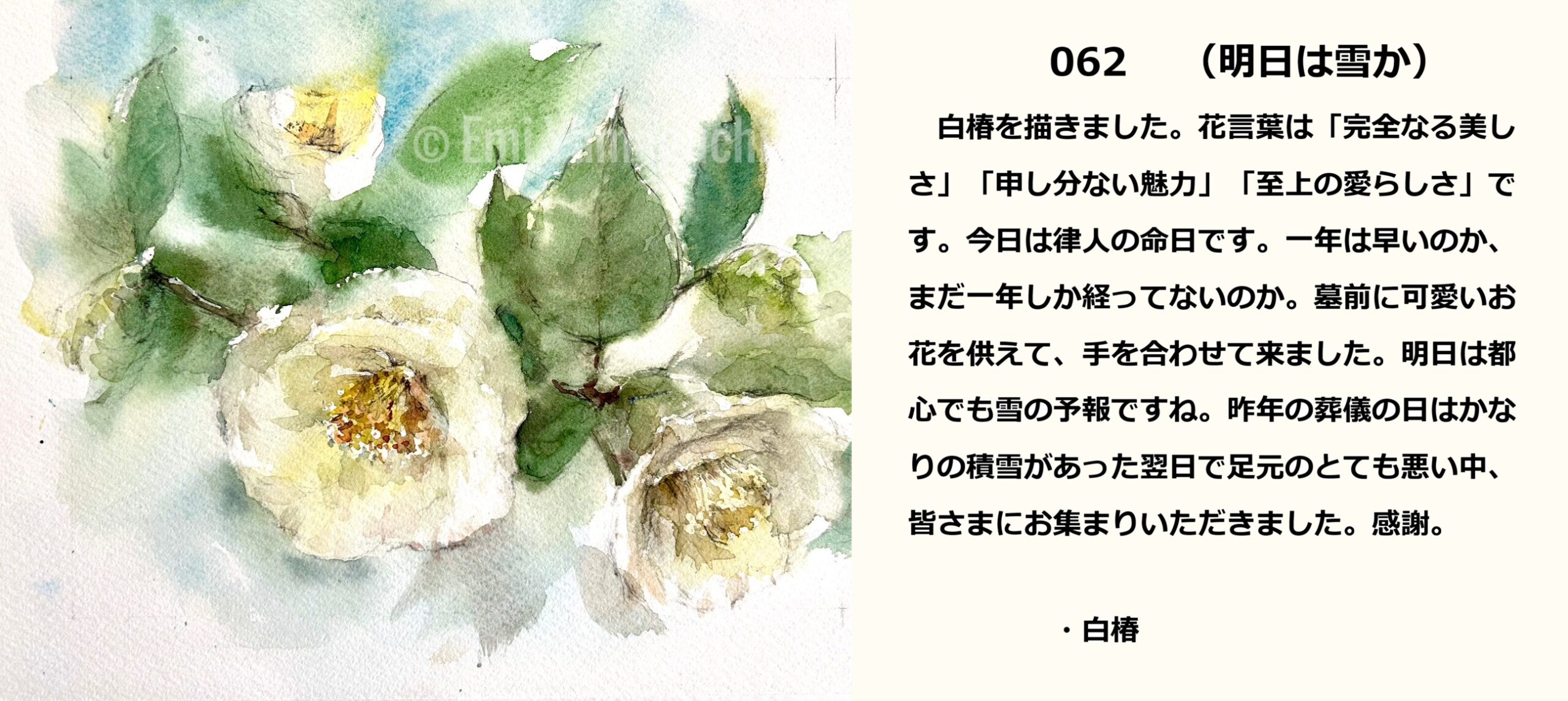 62 白椿