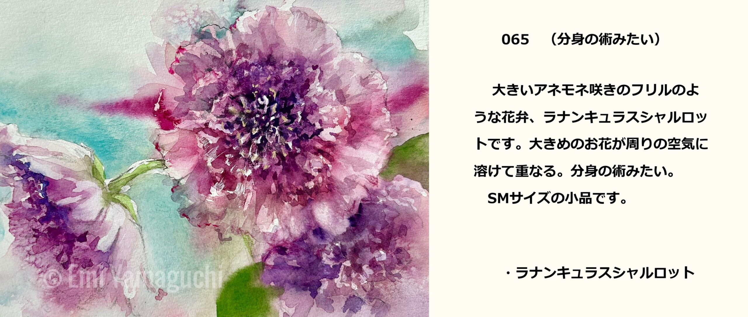 65 ラナンキュラスシャルロット
