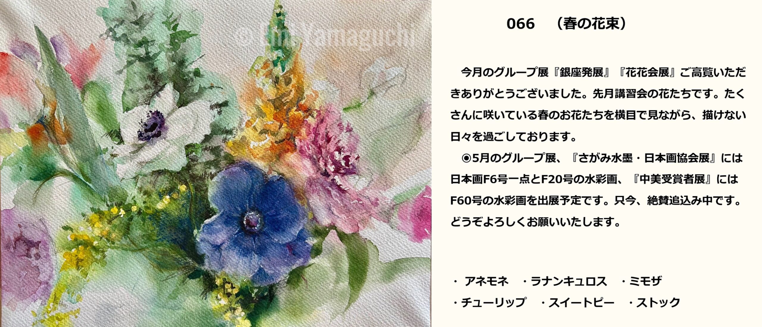 66 アネモネ、ラナンキュロス、ミモザ、チューリップ、スイートピー、ストック