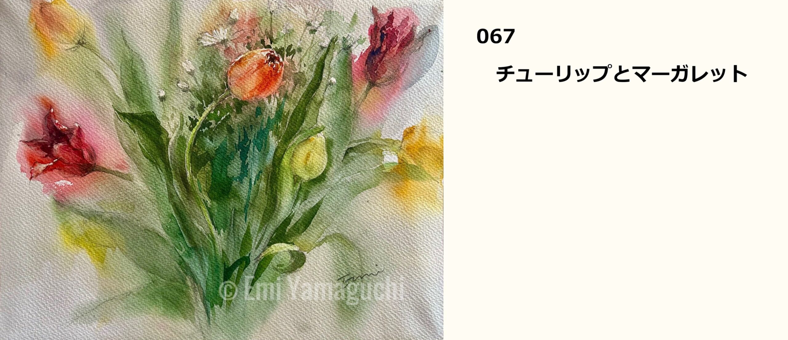 67 チューリップ、マーガレット
