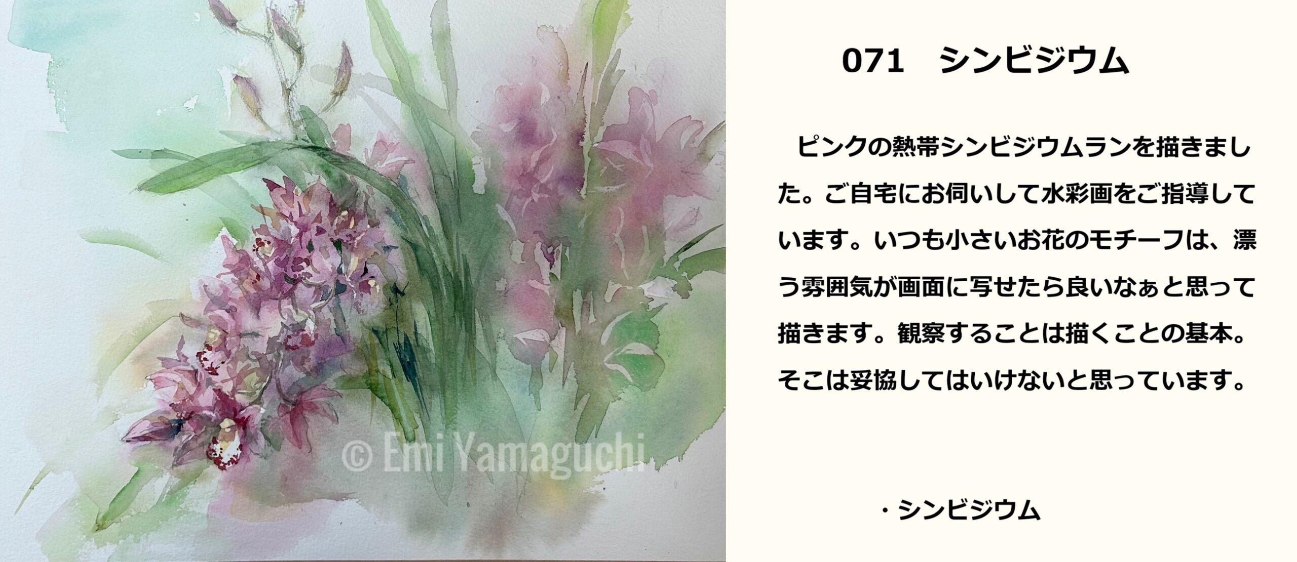 71 シンビジウム