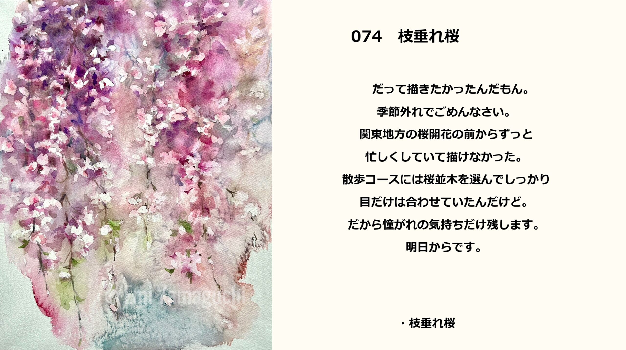 74 枝垂れ桜