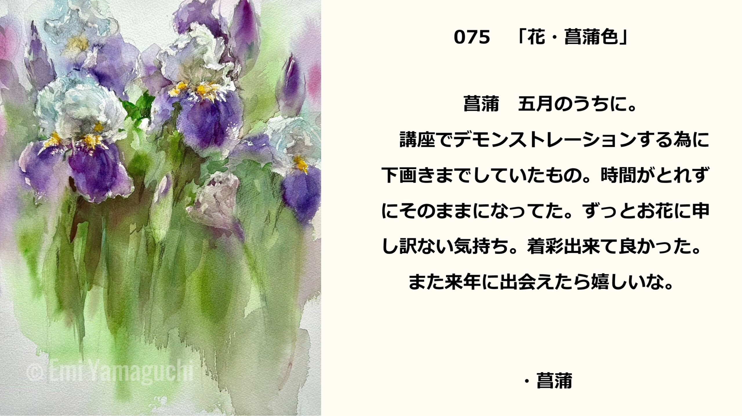 75 菖蒲