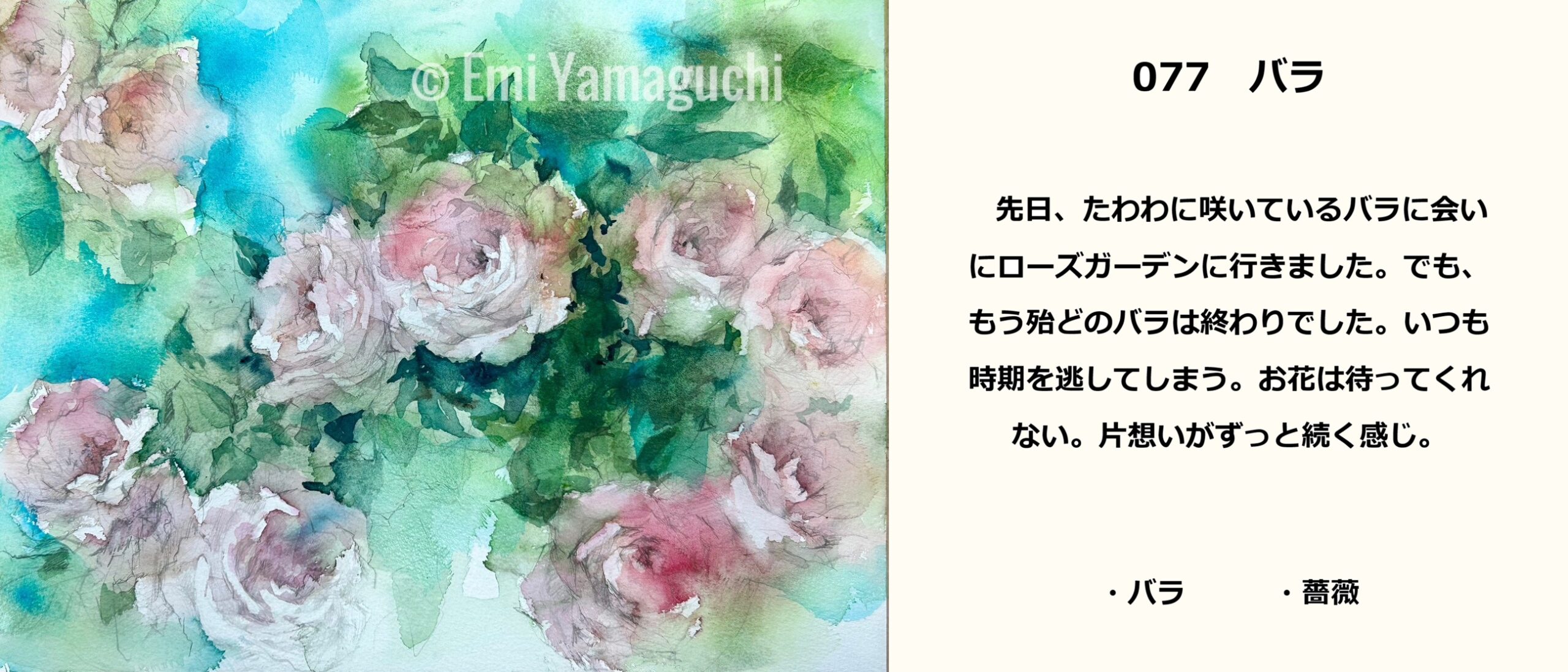 77 バラ