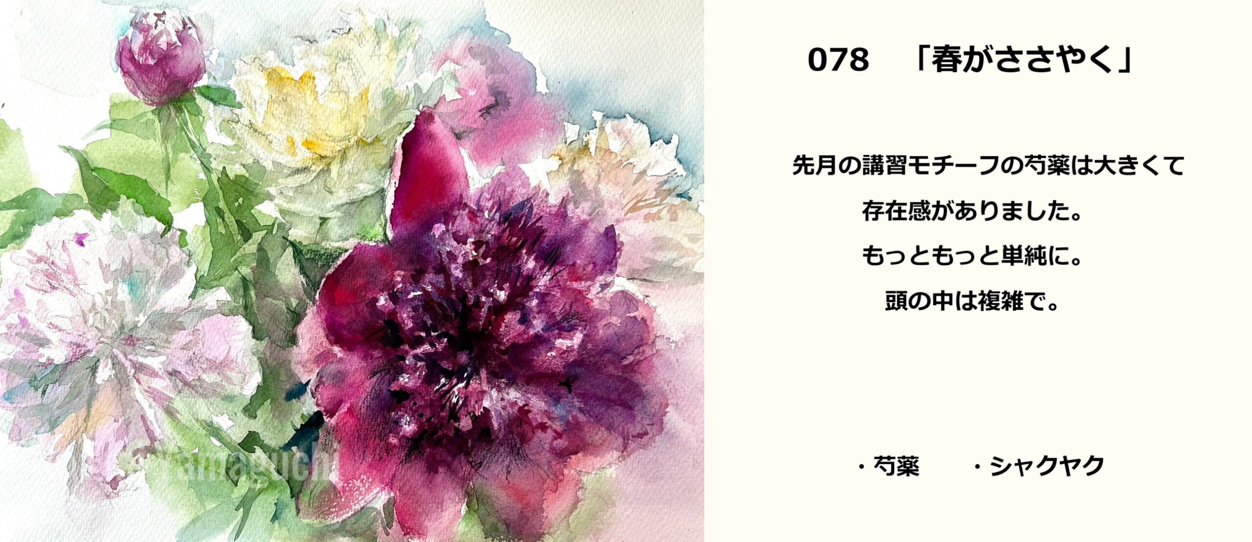 78 芍薬