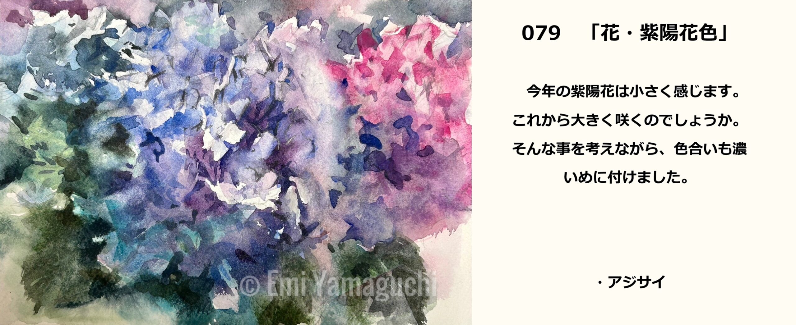 79 アジサイ