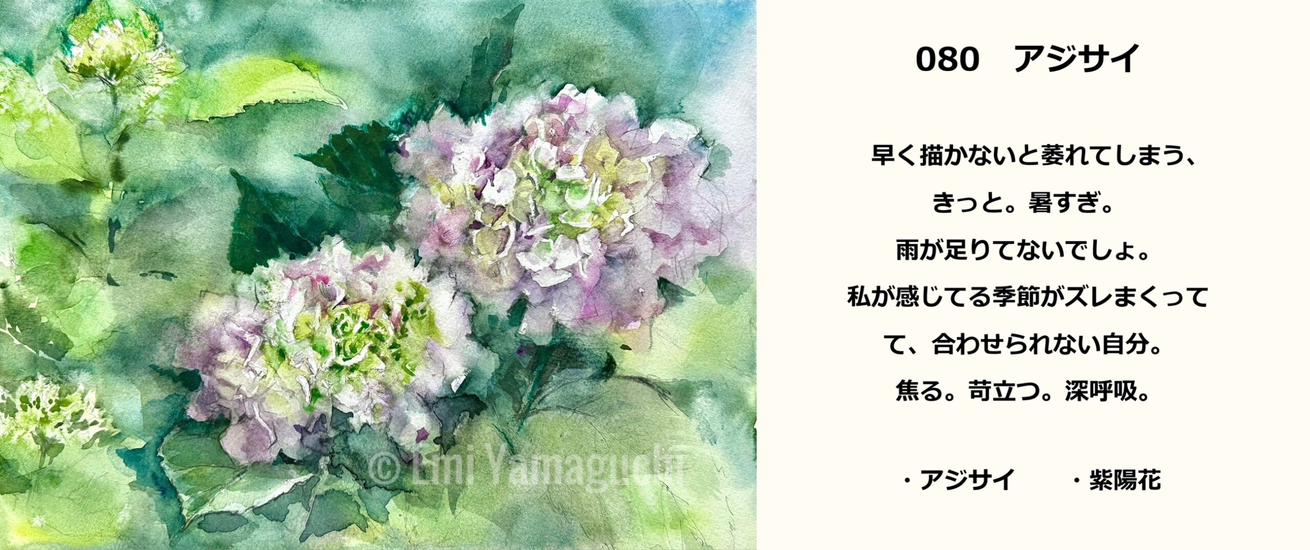 80 アジサイ