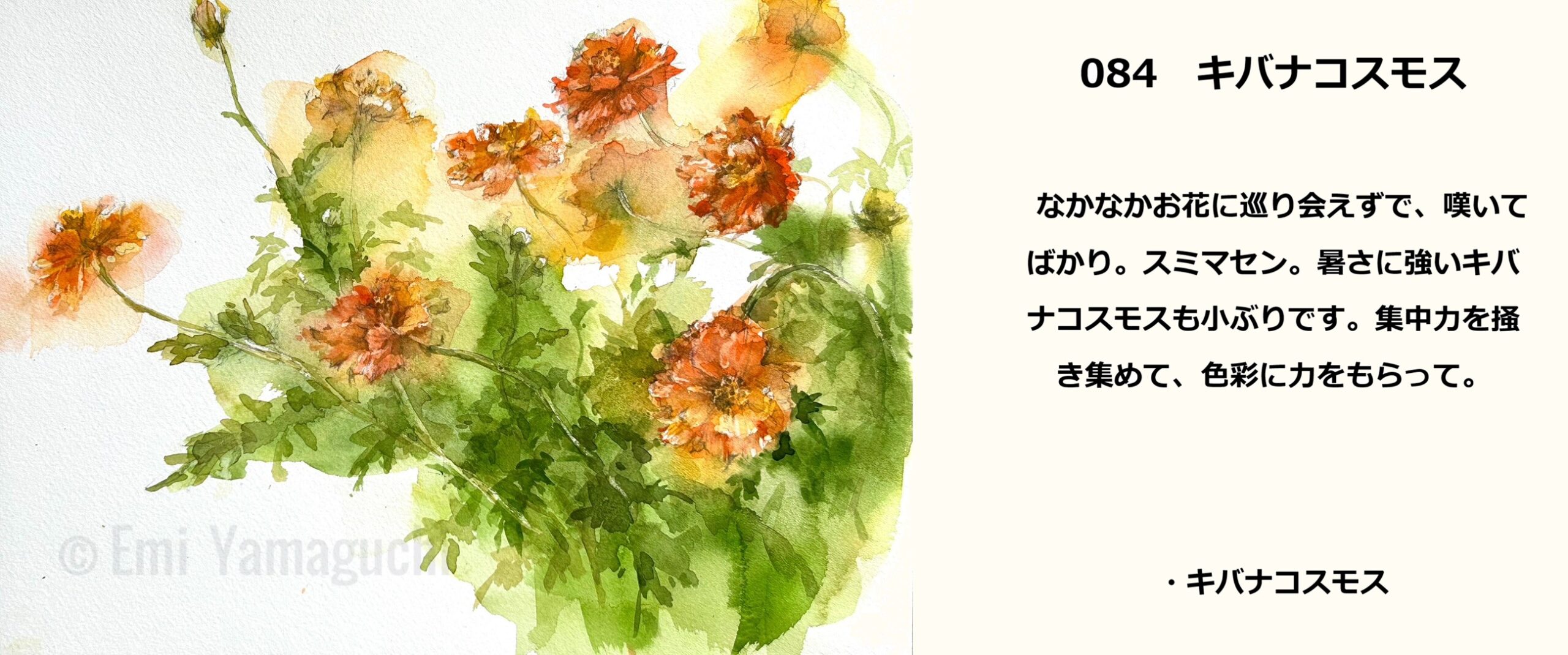84 キバナコスモス