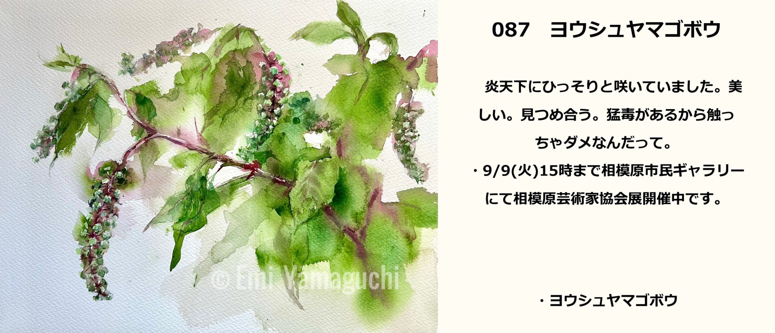 87 ヨウシュヤマゴボウ