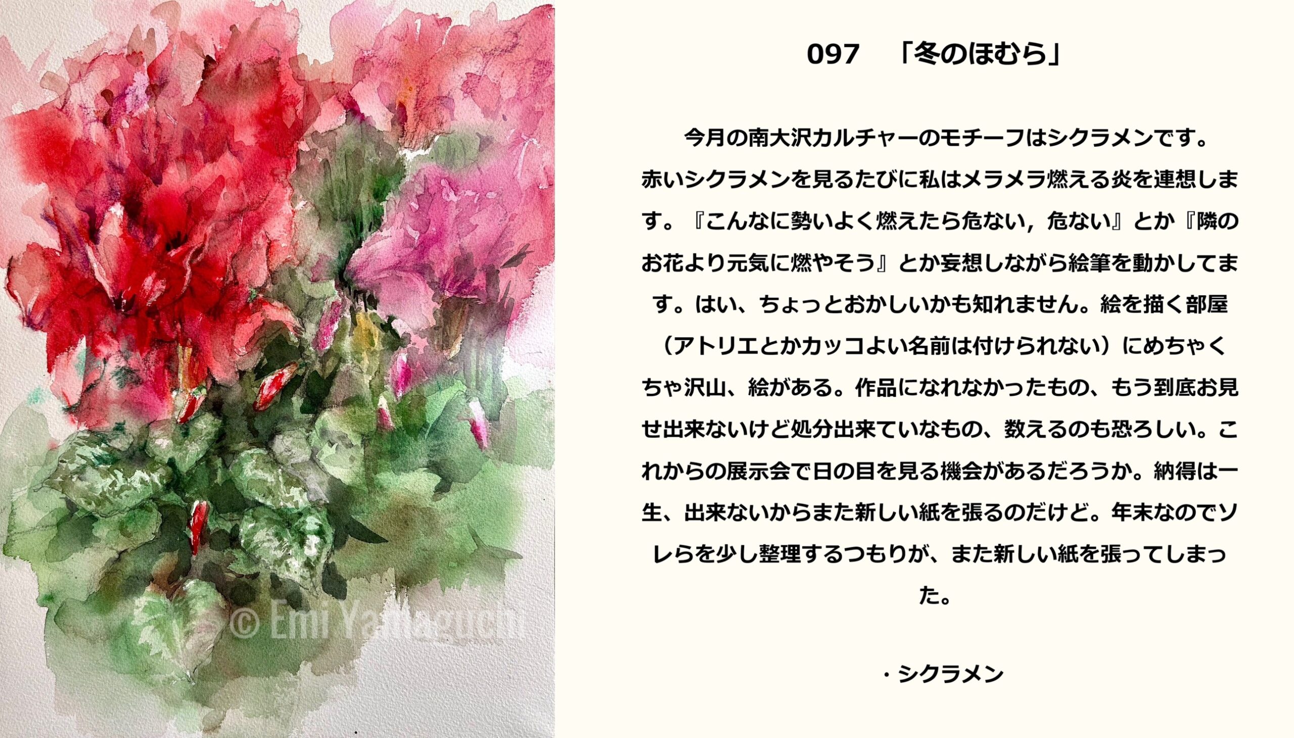 97 シクラメン