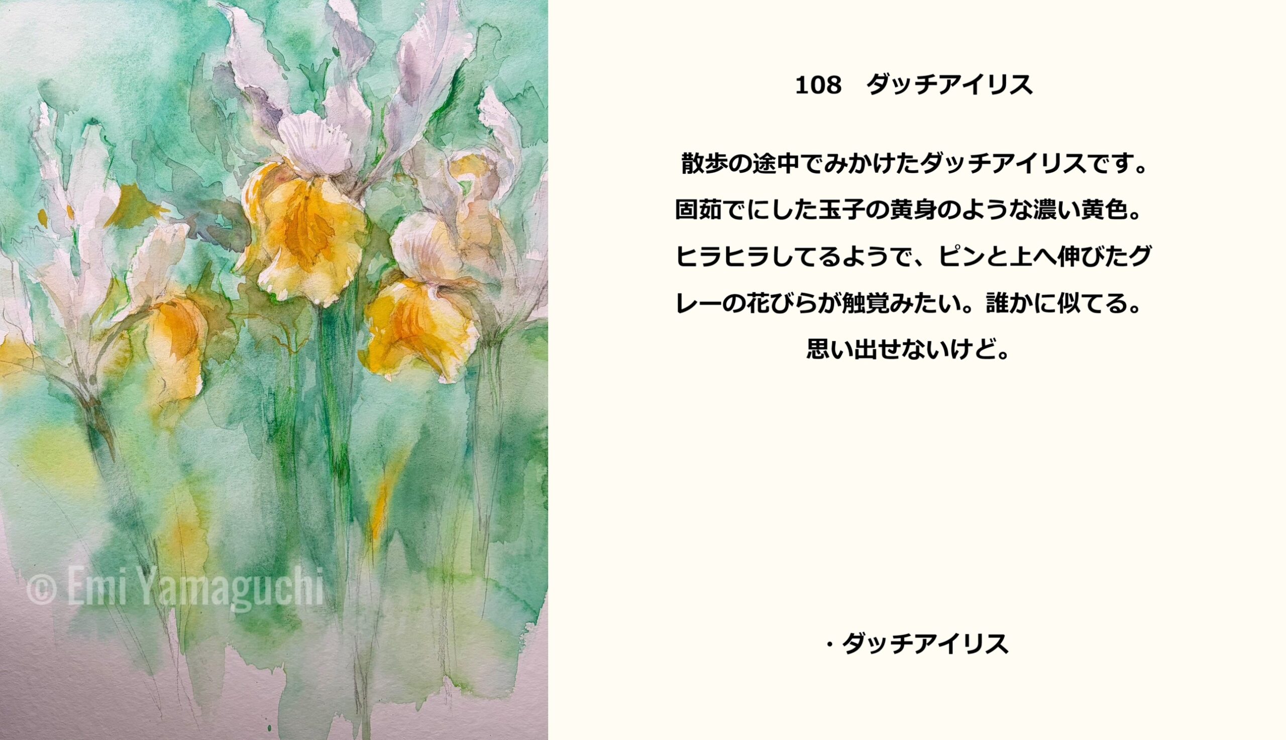 108 ダッチアイリス