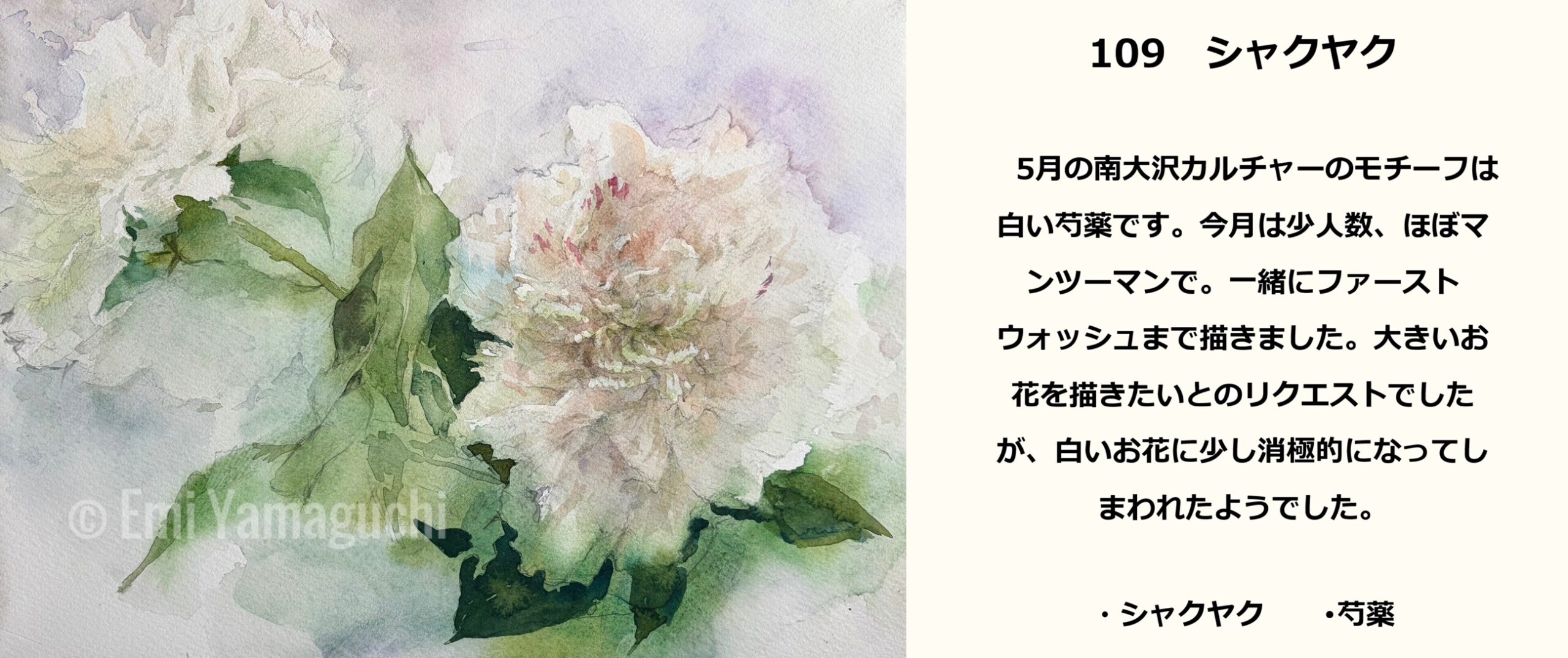 109 シャクヤク