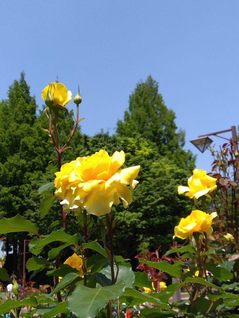 薔薇